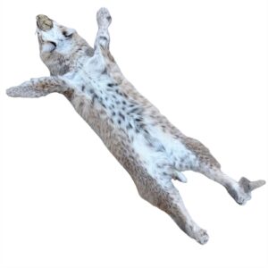 Bobcat Fur: #1 Quality / Small