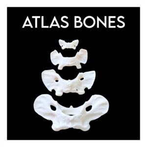 Atlas Bones