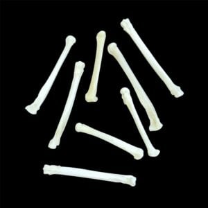 Coyote Bone:  Foot / Individual / Large