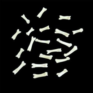 Coyote Bone:  Foot / Individual / Small