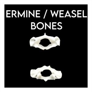 Ermine / Weasel Bones