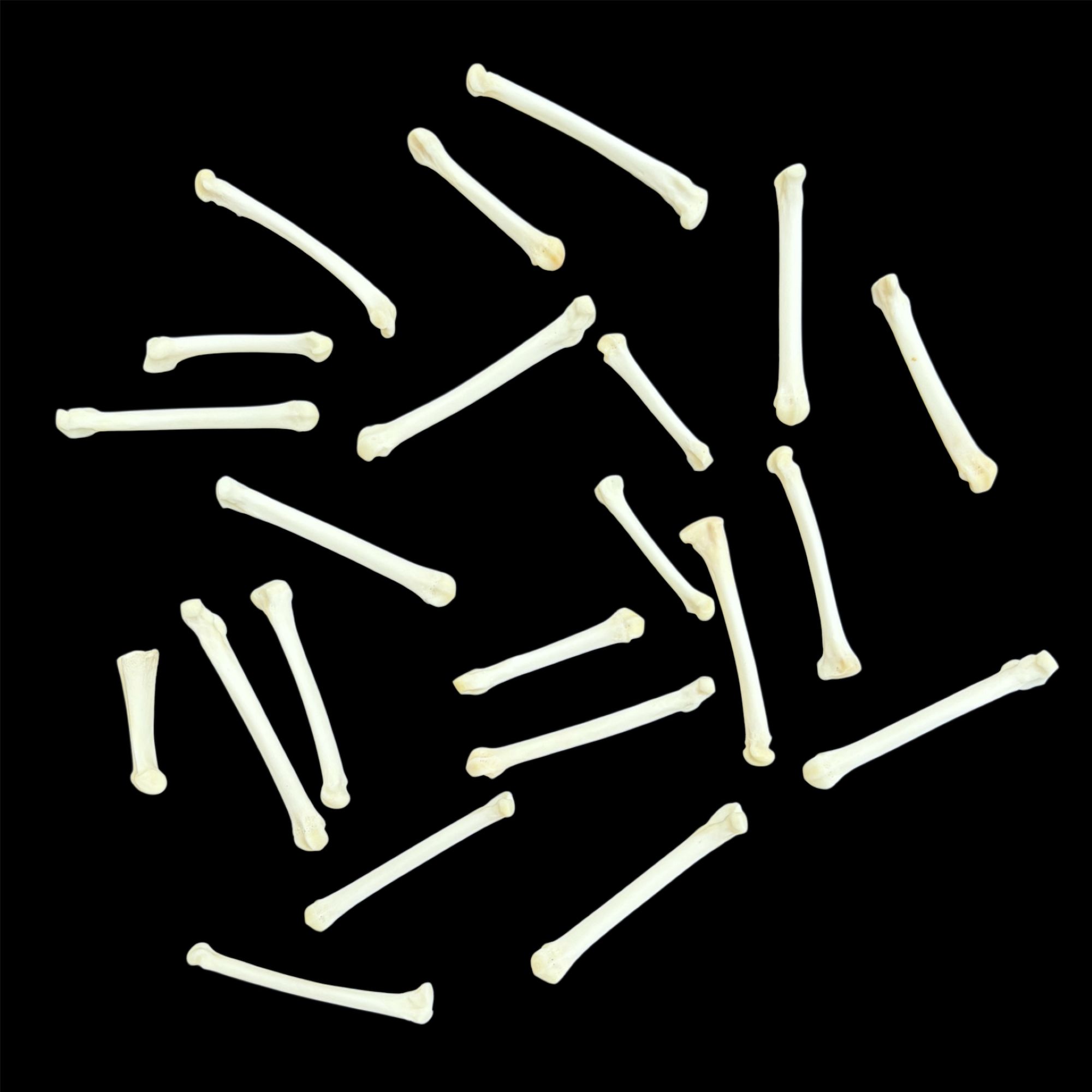 Fisher Bone:  Foot / Individual / Large
