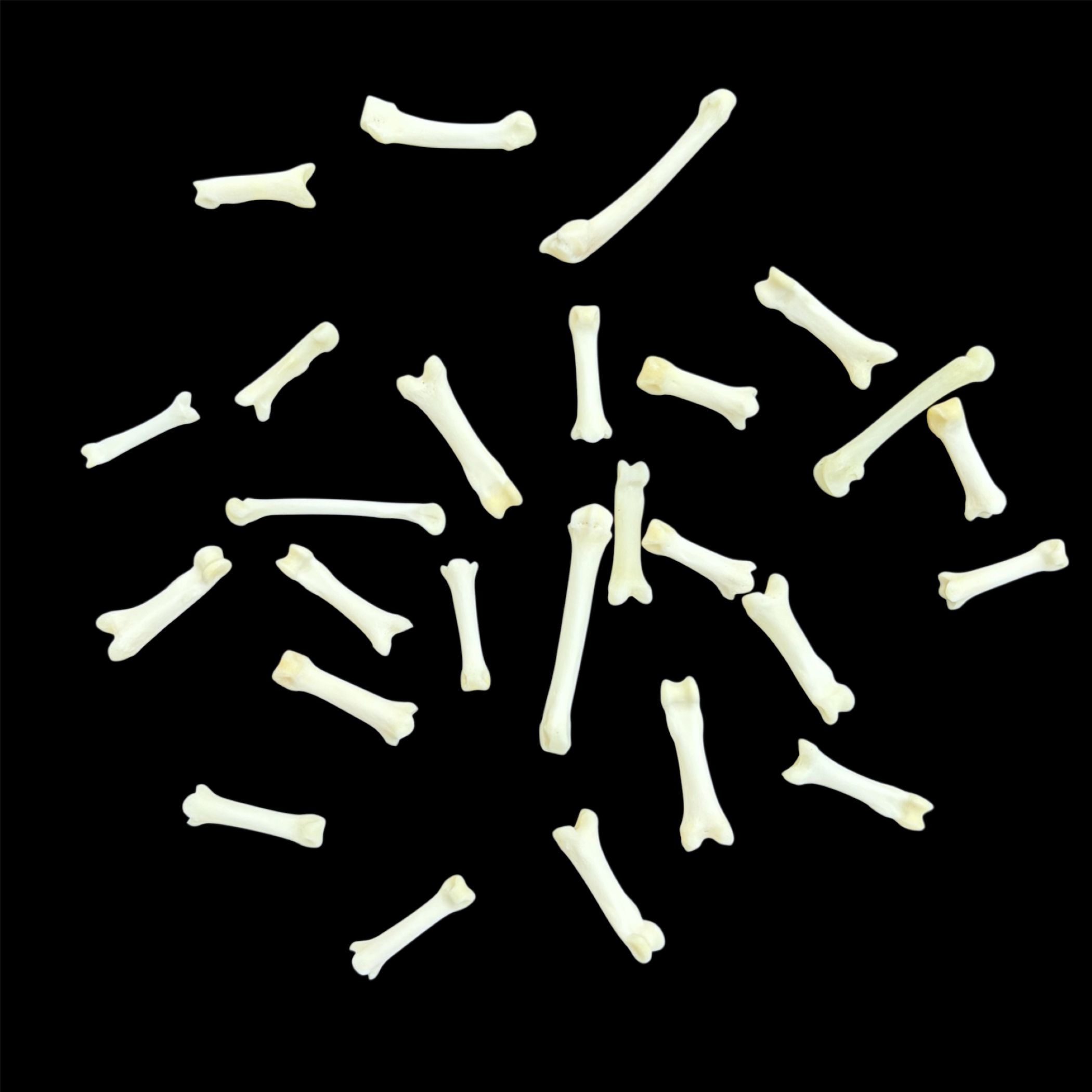 Fisher Bone:  Foot / Individual / Small