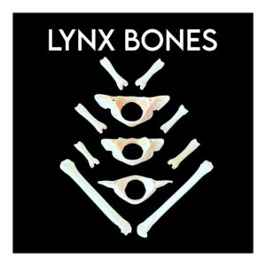 Lynx Bones