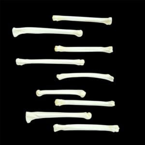 Lynx Bone:  Foot / Individual / Large