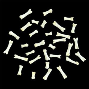 Lynx Bone:  Foot / Individual / Small