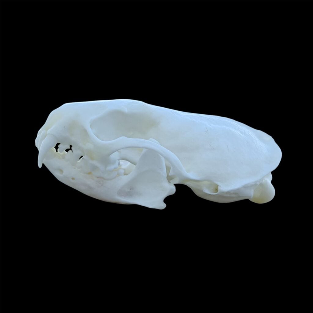 Mink Skull: #1 Quality