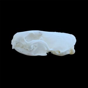 Mink Skull: #2 Quality