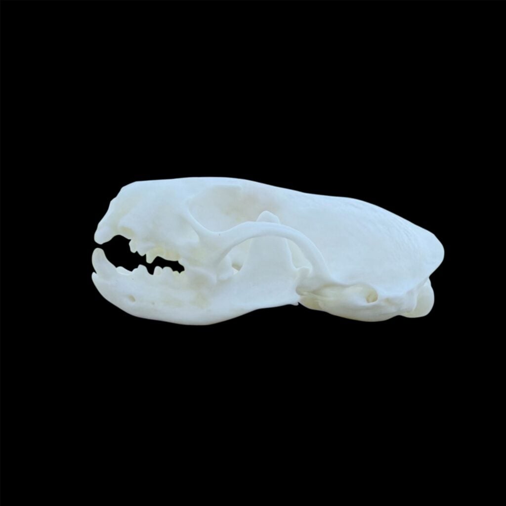 Mink Skull: #3 Quality