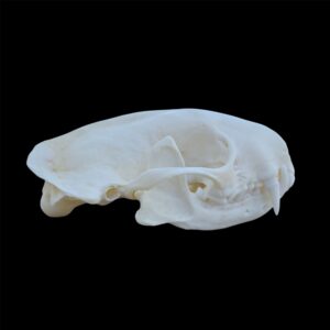Skunk Skull: #1 Quality