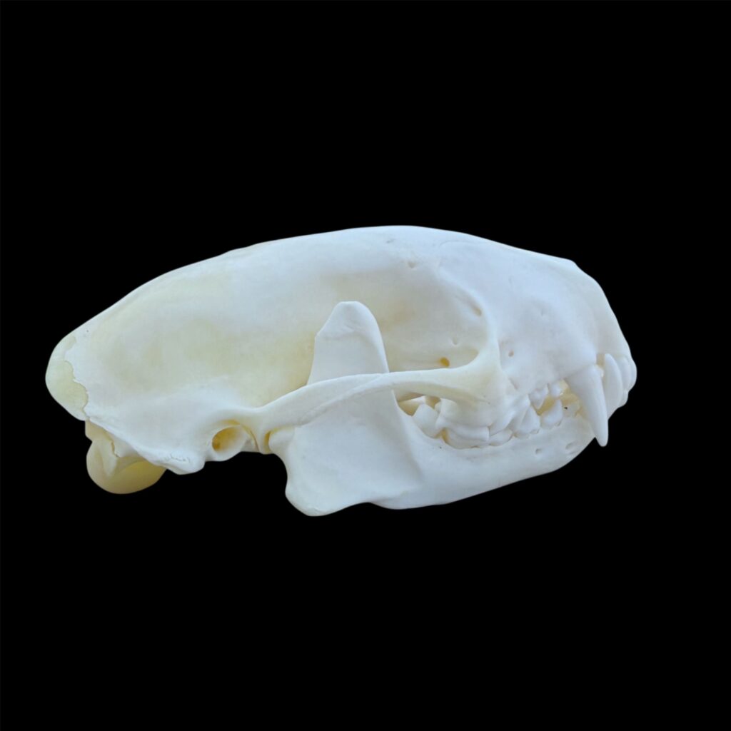 Skunk Skull: #2 Quality
