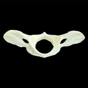 Wolf Bone:  Atlas