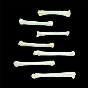 Wolf Bone:  Foot / Individual / Large