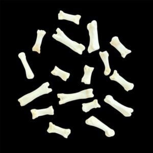 Wolf Bone:  Foot / Individual / Small