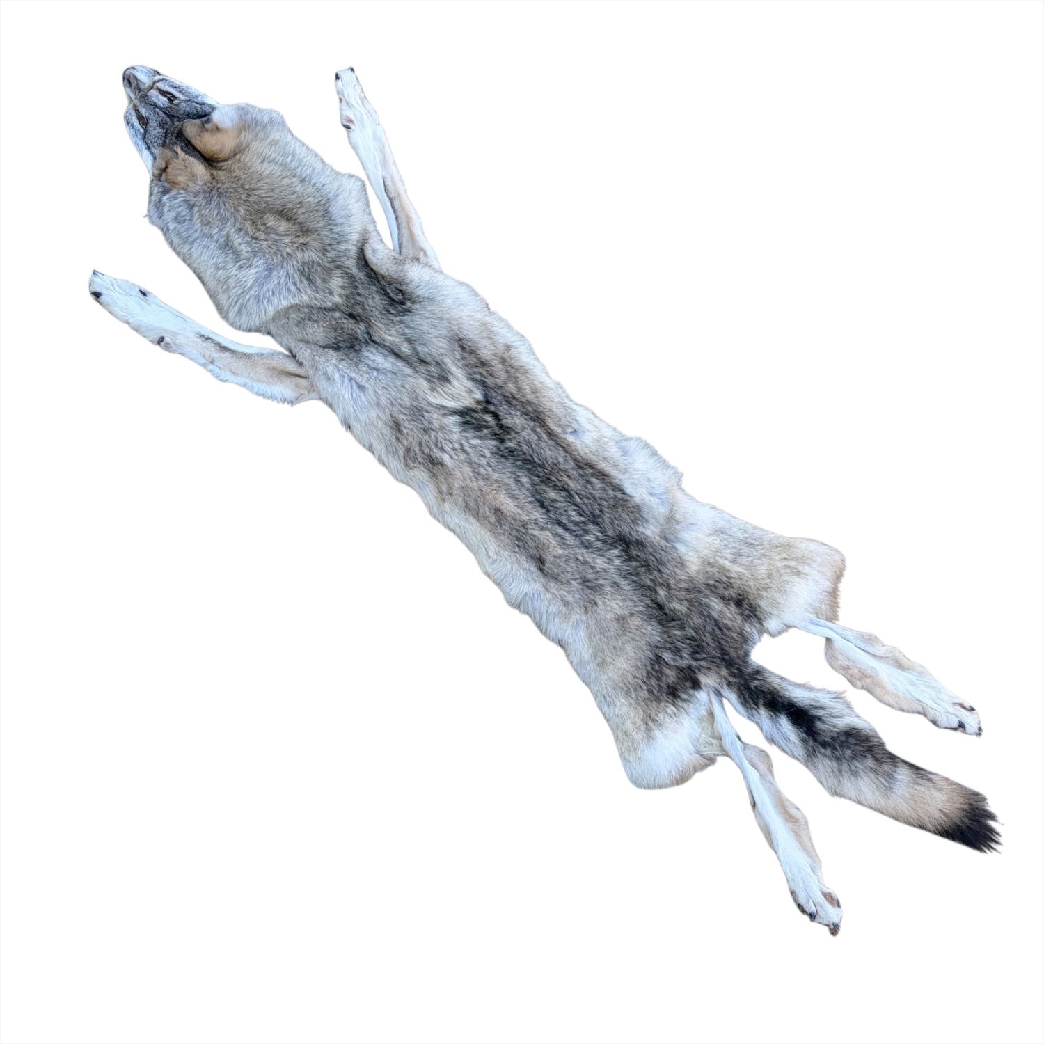 Wolf Fur:  #3 Quality / XLarge