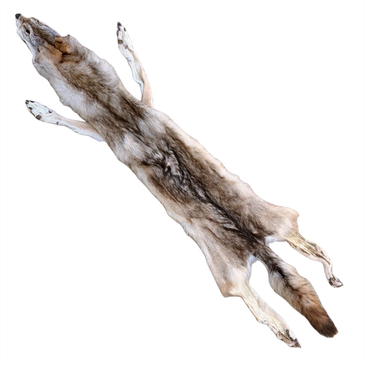 Wolf Fur:  #3 Quality / XLarge