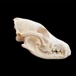 Coyote Skull: #2 Quality