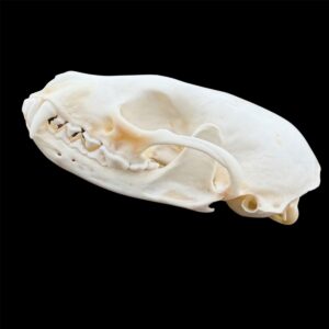 Fisher Skull: #2 Quality / Female