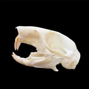 Squirrel Skull: #2 Quality